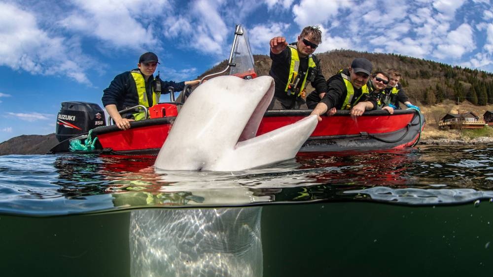 В Норвегию приплыл кит, которого назвали в честь Владимира Путина